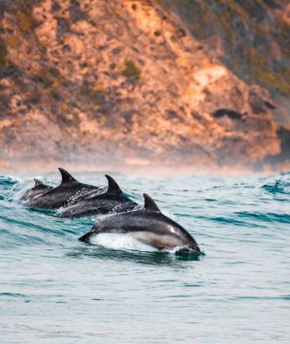 Excursions Abama Hotels