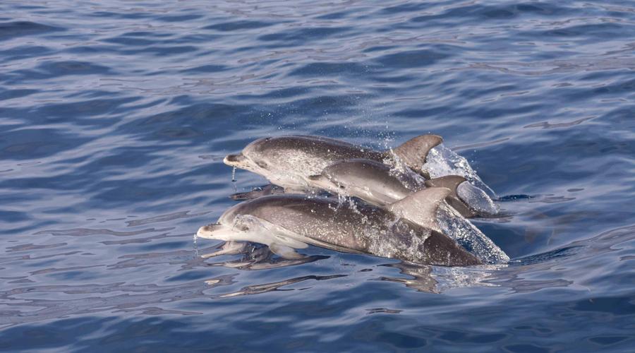 Southwest Tenerife: A Paradise for Whale and Dolphin Watching Abama Hotels Southwest Tenerife: A Paradise for Whale and Dolphin Watching Abama Hotels