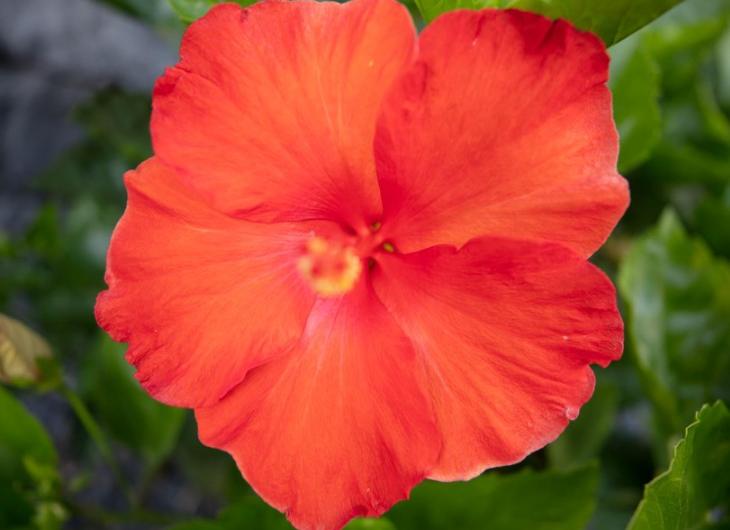 This is how the greens are cared for Abama Hotels This is how the greens are cared for Abama Hotels