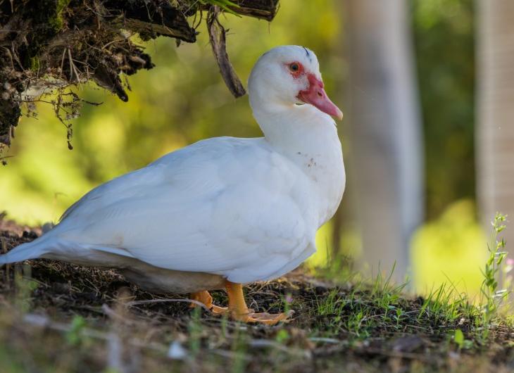 This is how the greens are cared for Abama Hotels This is how the greens are cared for Abama Hotels