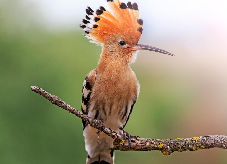 Abama Hotels Abama Hotels