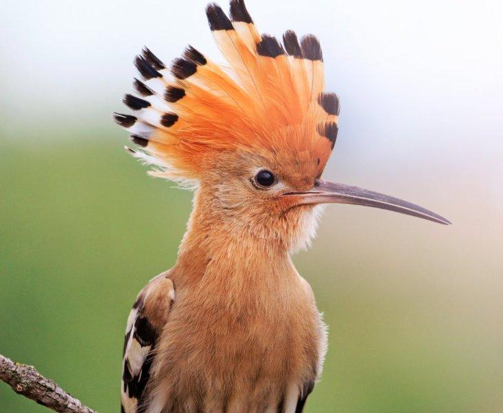 Las Terrazas de Abama Suites Abama Hotels Las Terrazas de Abama Suites Abama Hotels