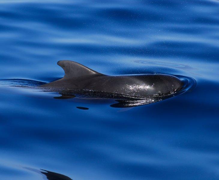 Green Team Abama Abama Hotels Green Team Abama Abama Hotels